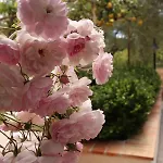 Rosada 3*