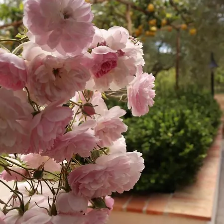 Rosada 3*